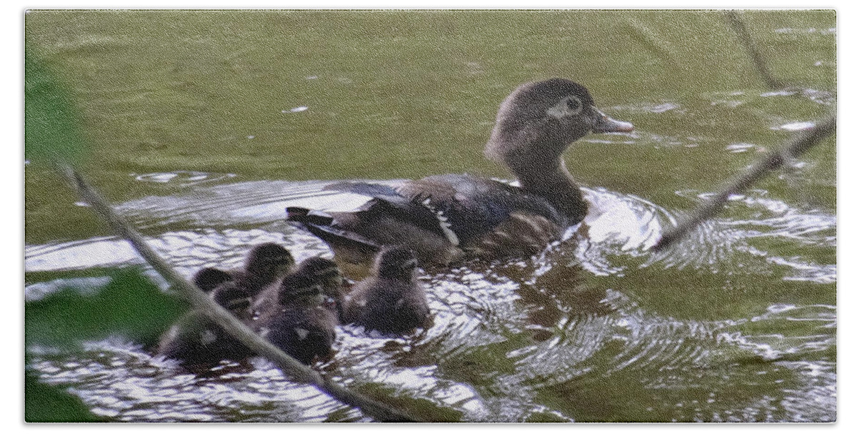 Birds Beach Towel featuring the photograph Wood Duck and Ducklings by Christopher Plummer