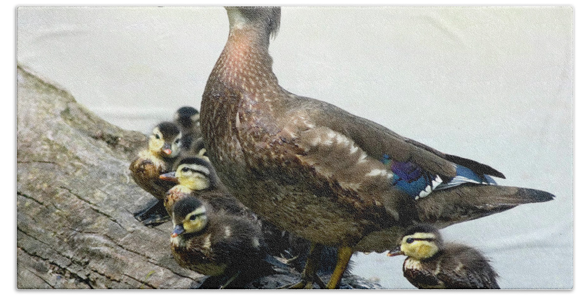 Wood Duck Beach Sheet featuring the photograph Wood Duck Chicks Gather by Art Cole