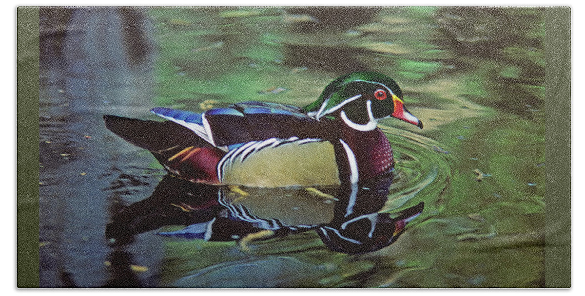Wood Duck Beach Towel featuring the photograph Wood Duck by Marie Hicks