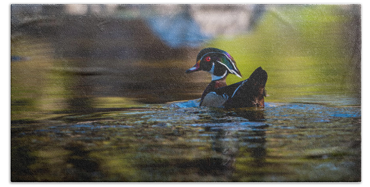 Waterfowl Beach Towel featuring the photograph Wood Duck on Mill Creek by Jeff Phillippi