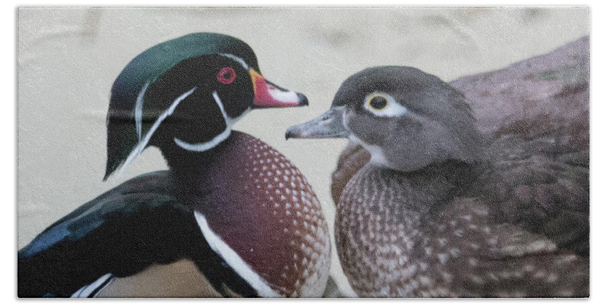 Wood Duck Beach Sheet featuring the photograph Wood Duck Pair in Love by Jack Nevitt