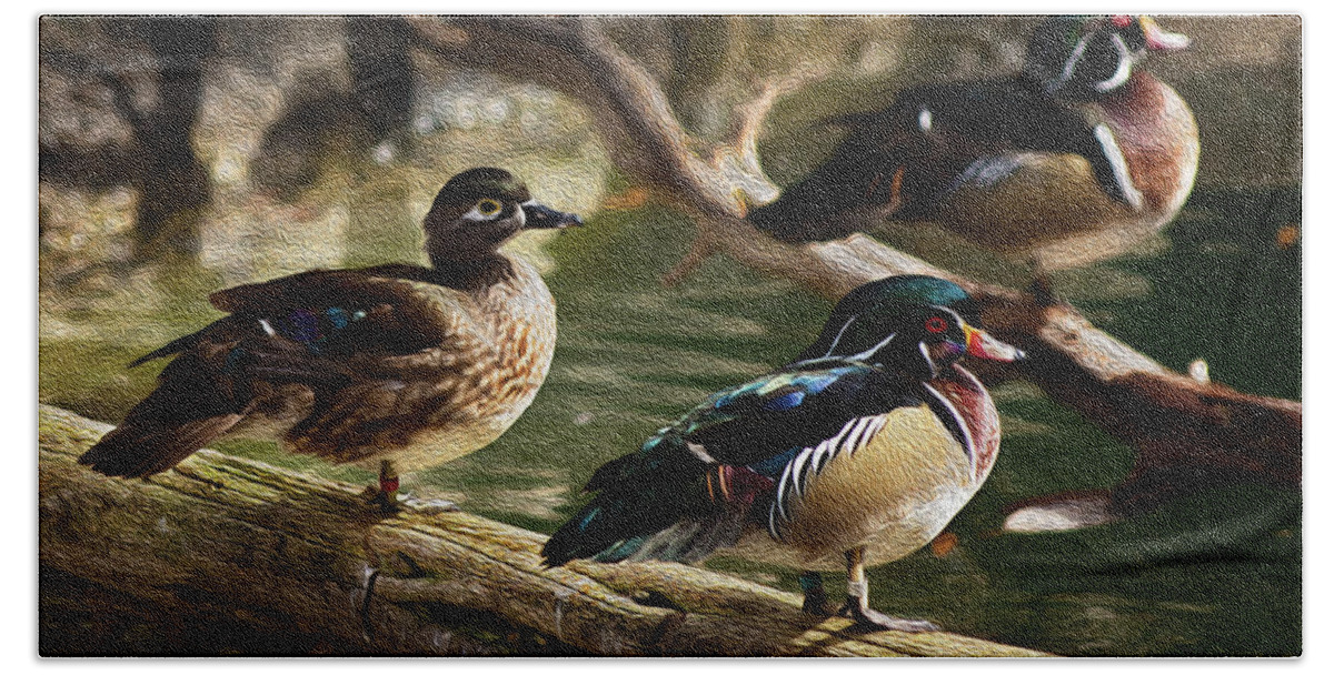 Animals Beach Towel featuring the photograph Wood Ducks Posing on a Log by Dennis Dame