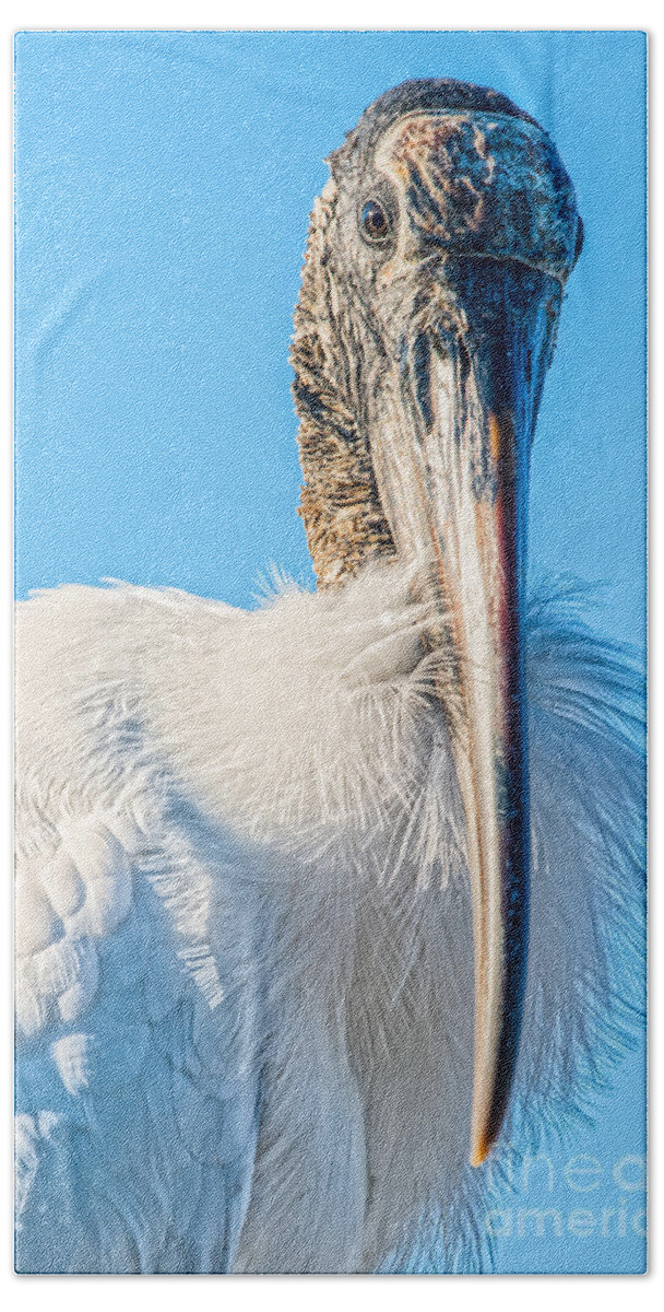 Wood Stork Beach Towel featuring the photograph Wood Stork Portrait by Lisa Manifold