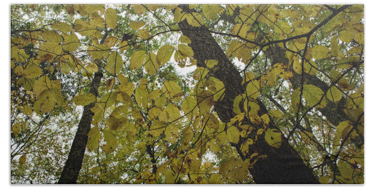 Andrew Pacheco Beach Towel featuring the photograph Woodland Canopy by Andrew Pacheco