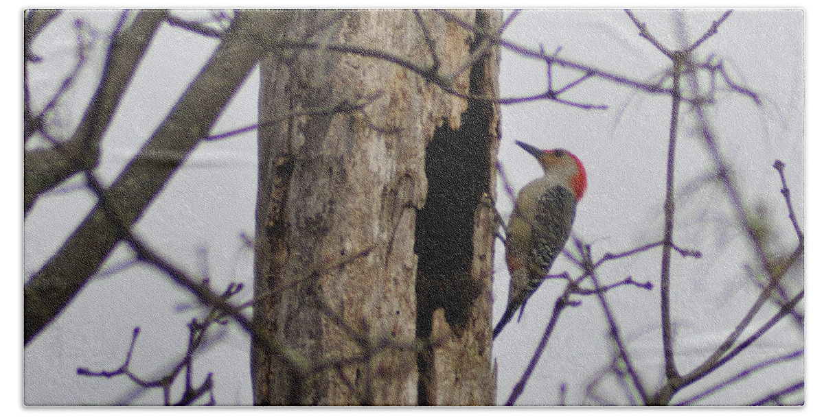 Woodpecker Beach Towel featuring the photograph Woodpecker and a Hollow Tree by Bill Cannon
