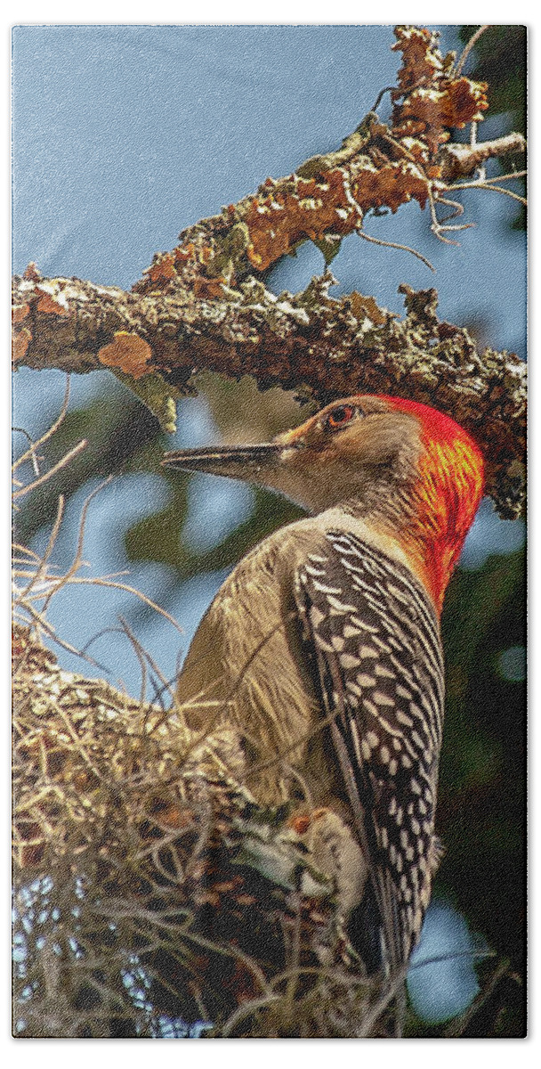 Woodpecker Beach Towel featuring the photograph Woodpecker Closeup by Mike Covington