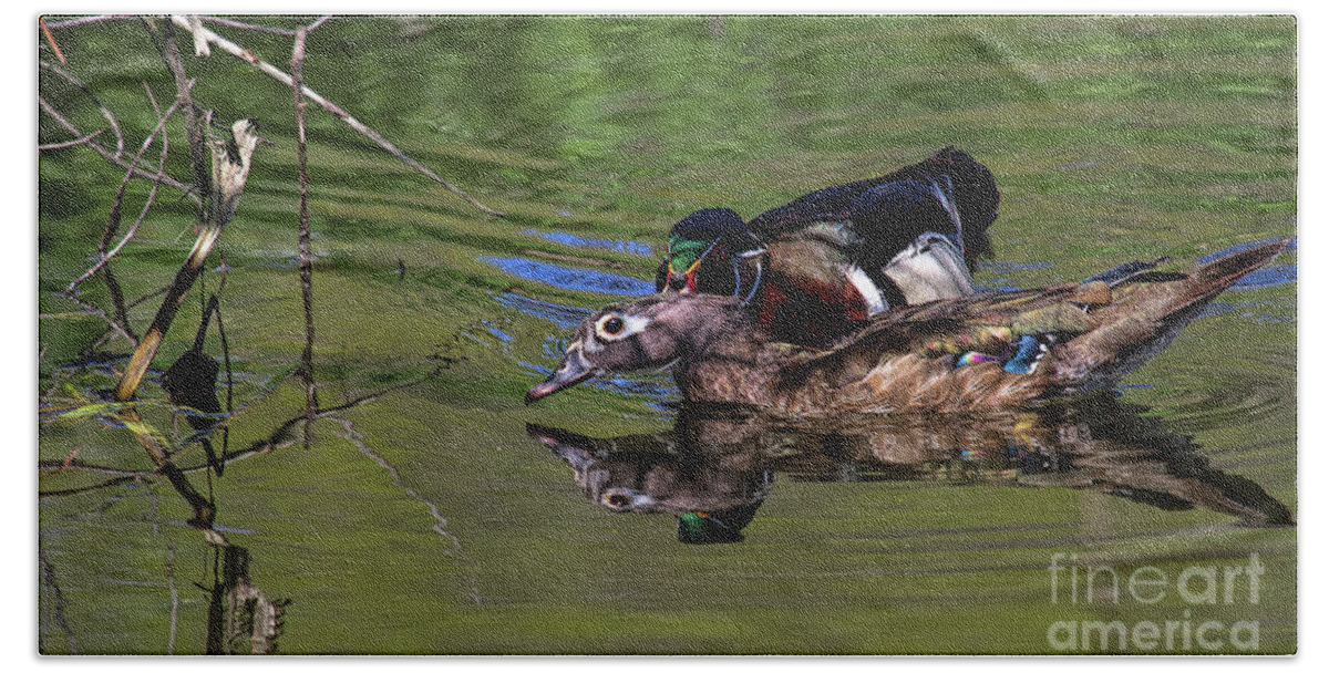 Wood Duck Beach Sheet featuring the photograph Woody Goes a Courting by Jim Garrison