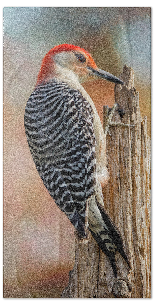 Red-bellied Woodpecker Beach Towel featuring the photograph Woody Side Profile Post by Bill and Linda Tiepelman