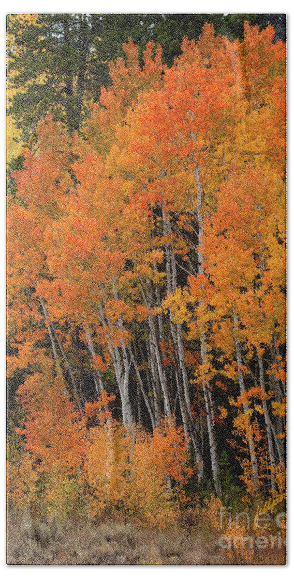 Fall Aspens Beach Towel featuring the photograph Wyoming Splendor by Bon and Jim Fillpot