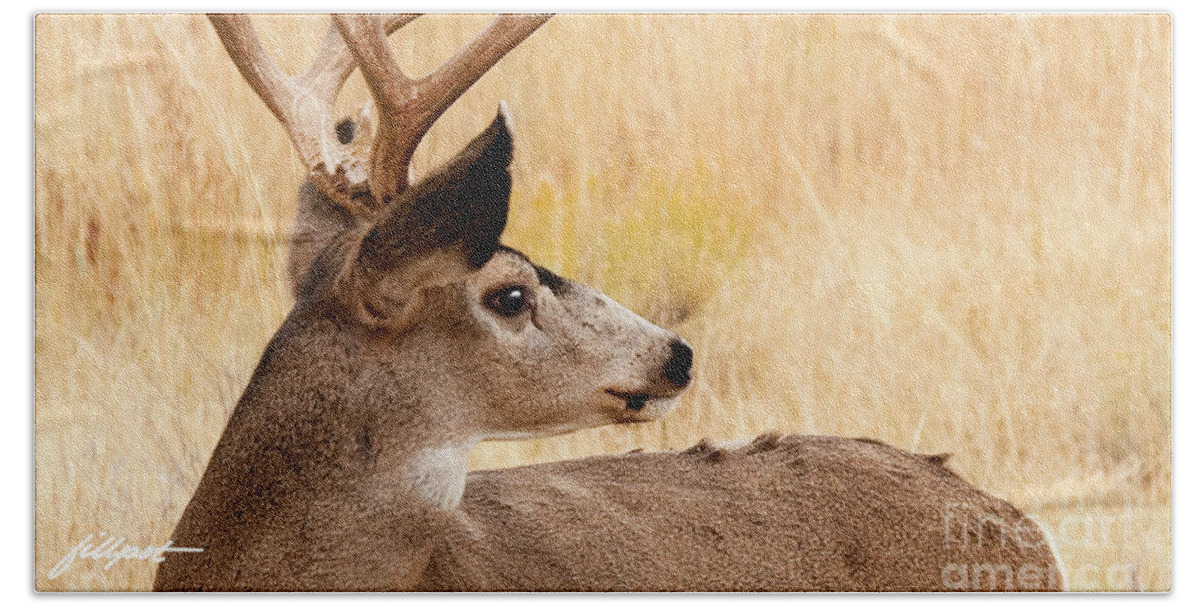 Buck Mule Deer Beach Towel featuring the photograph Wyoming Wildlife by Bon and Jim Fillpot