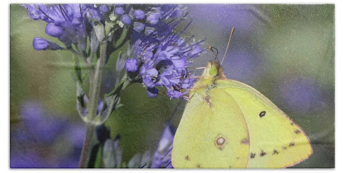 Cloudless Sulphur Butterfly Beach Towel featuring the photograph Yellow and Indigo by Doris Potter