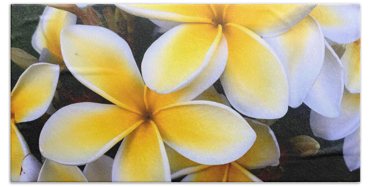 Plumeria Beach Towel featuring the photograph Yellow and White Plumeria by Brian Eberly