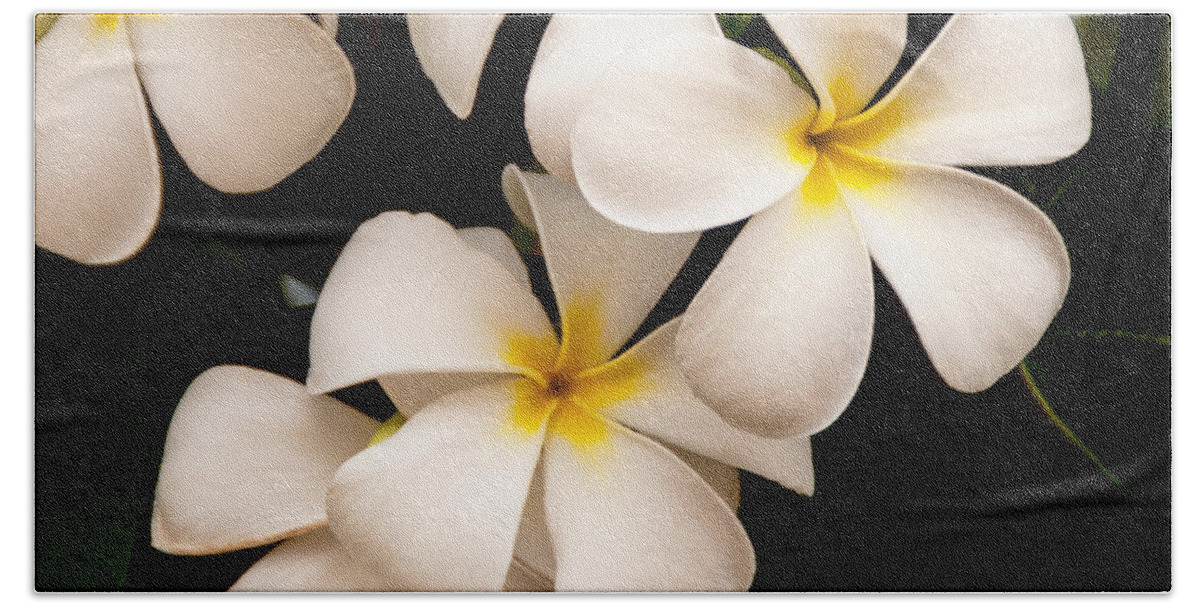 Yellow And White Plumeria Flower Frangipani Beach Towel featuring the photograph Yellow and White Plumeria by Brian Harig
