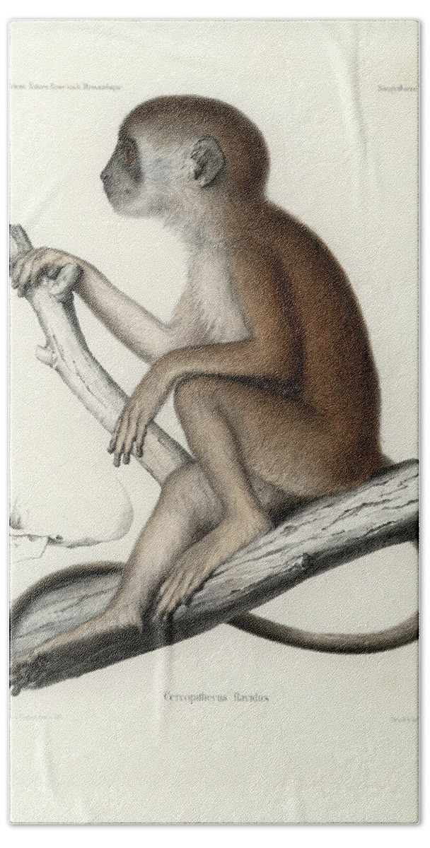 Yellow Baboon Beach Sheet featuring the drawing Yellow Baboon, Papio cynocephalus by J D L Franz Wagner