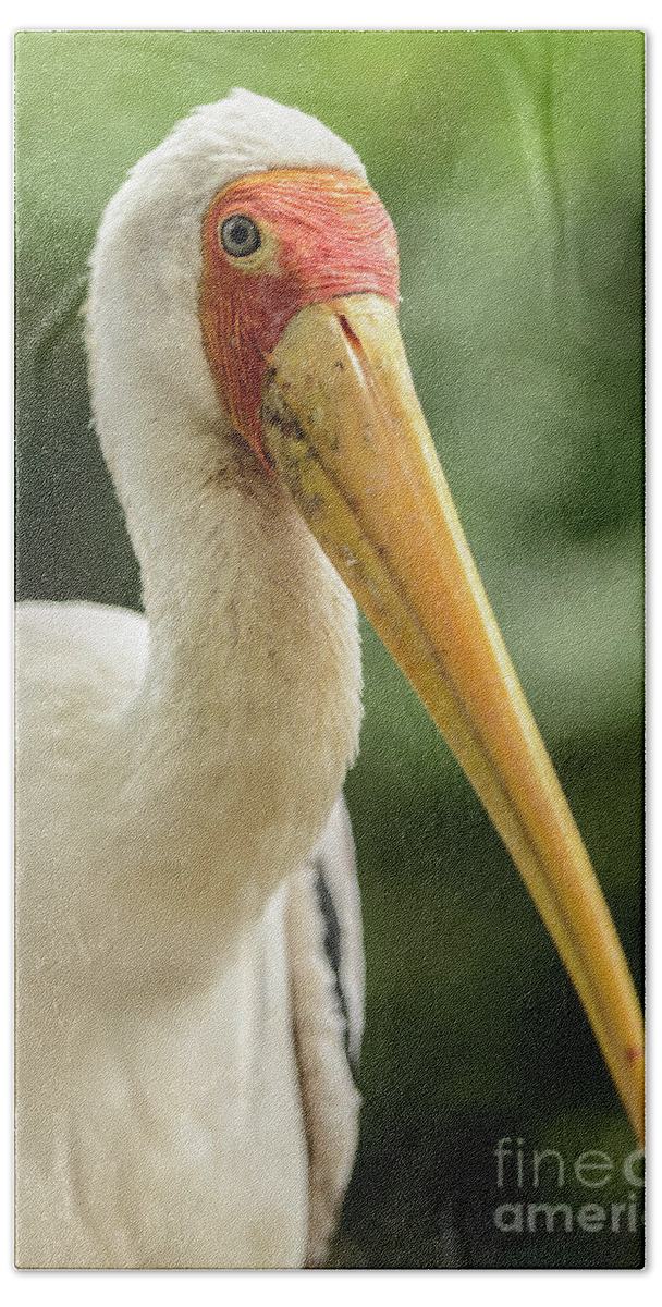 Bird Beach Towel featuring the photograph Yellow Billed Stork by Werner Padarin