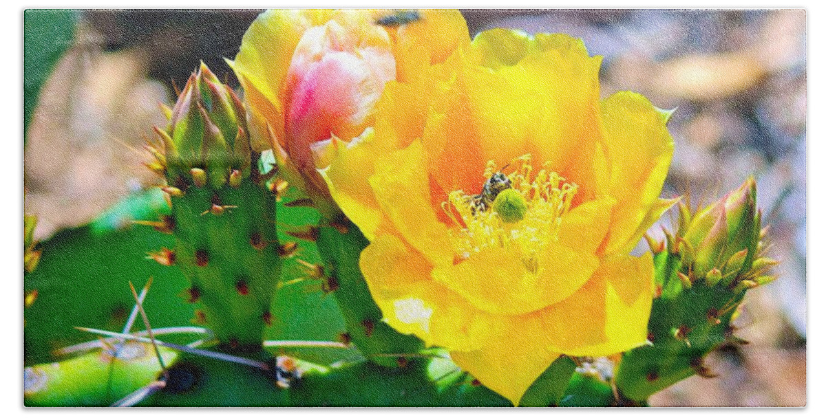 Cactus Beach Towel featuring the photograph Yellow Cactus Flowers and Bees by Barbara Zahno