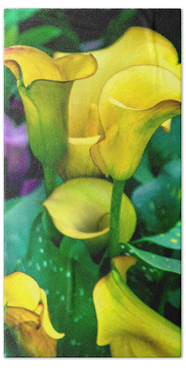 Spring Flowers Beach Towel featuring the photograph Yellow Calla Lilies by Az Jackson
