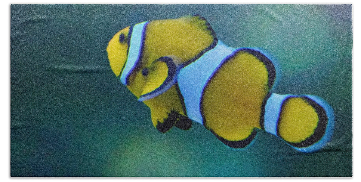 yellow clownfish
