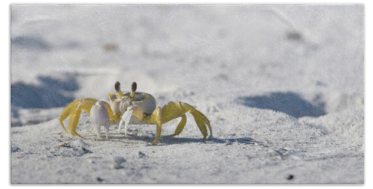 Crab Beach Towel featuring the photograph Yellow Crab by Artful Imagery