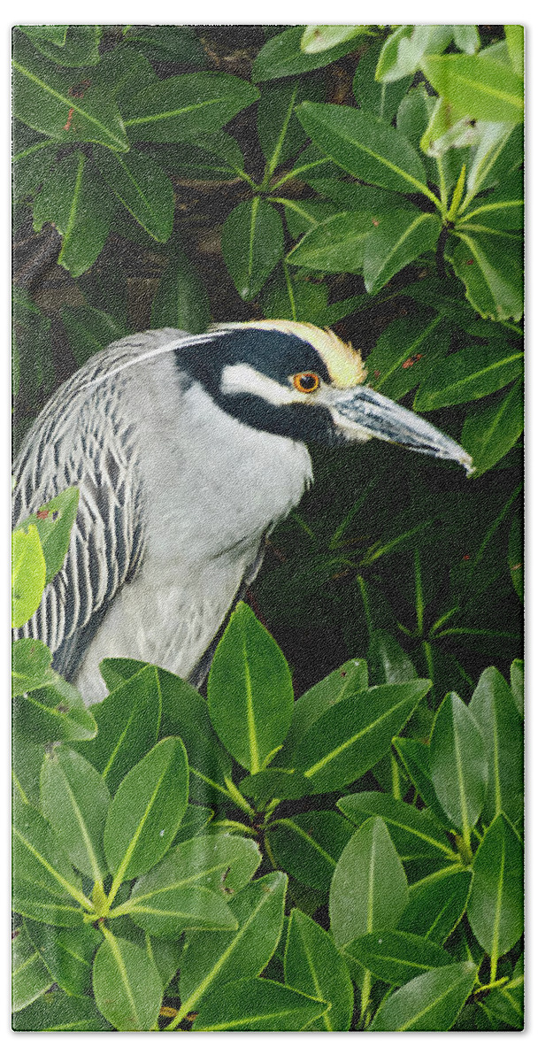 Bird Beach Towel featuring the photograph Yellow-Crowned Night-Heron in Mangrove by Bob Slitzan