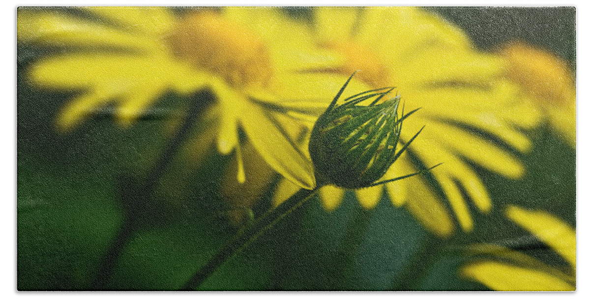 Europe Beach Towel featuring the photograph Yellow daisy bud by Roberto Pagani