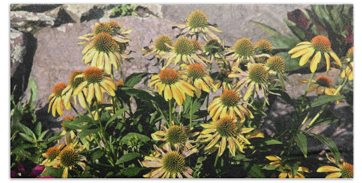 Yellow Echinacea Beach Towel featuring the photograph Yellow Echinacea, Straw Flowers Gray Stone Background 2 9132017 by David Frederick