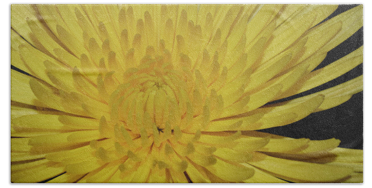 Photograph Beach Towel featuring the photograph Yellow Mum by Larah McElroy