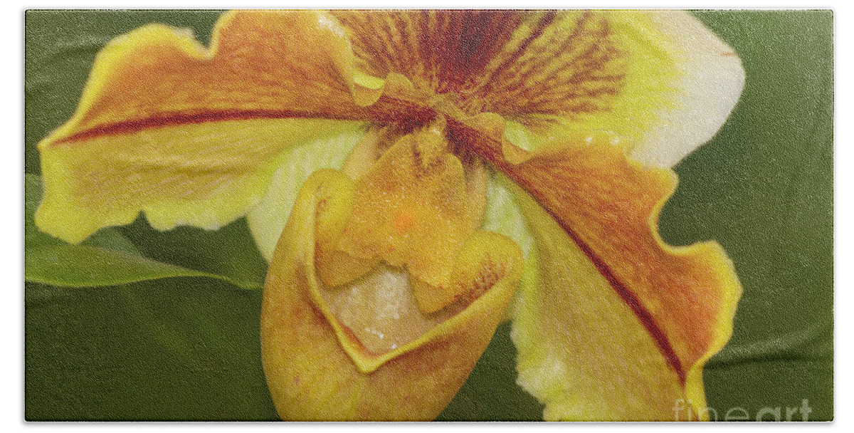 Orchid Beach Towel featuring the photograph Yellow Orchid, Orchidaceae by Heiko Koehrer-Wagner