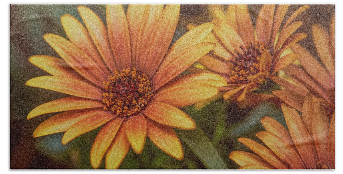 Aster Beach Towel featuring the photograph Yellow petals #g3 by Leif Sohlman