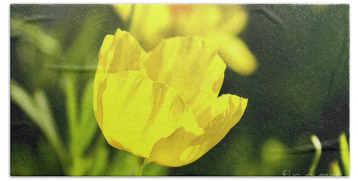 Yellow Poppy Flowering Plant Papaveraceae Family Beach Towel featuring the photograph Yellow Poppy by Karen Jorstad