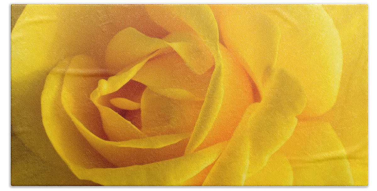Yellow Beach Towel featuring the photograph Yellow Rose by Jimmy Chuck Smith