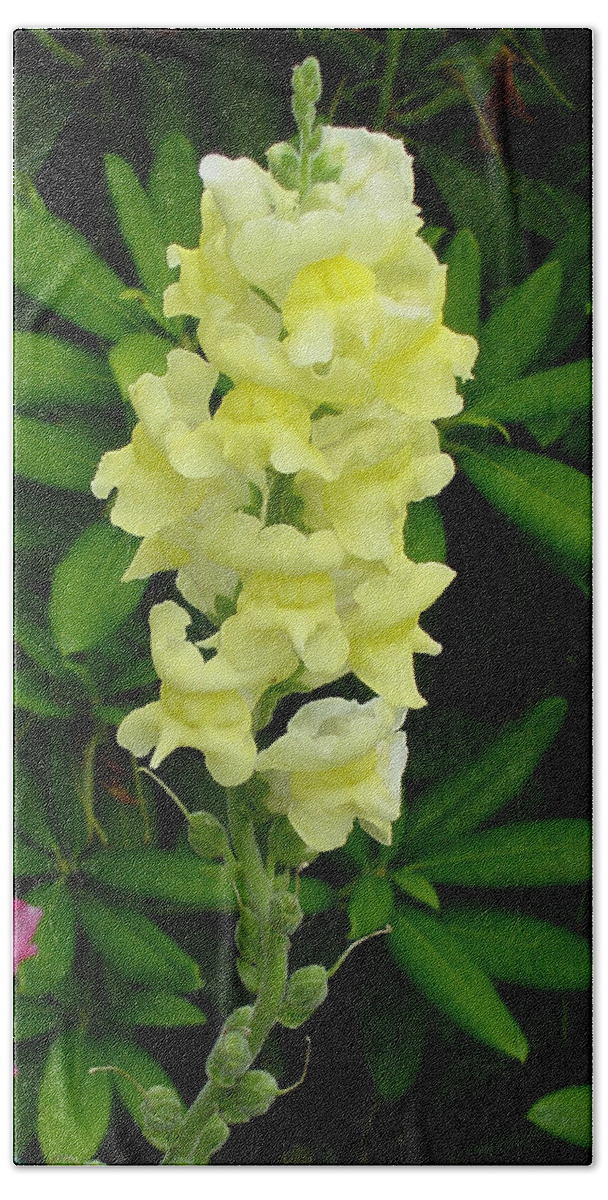 Yellow Beach Sheet featuring the photograph Yellow Snapdragon by Shirley Heyn
