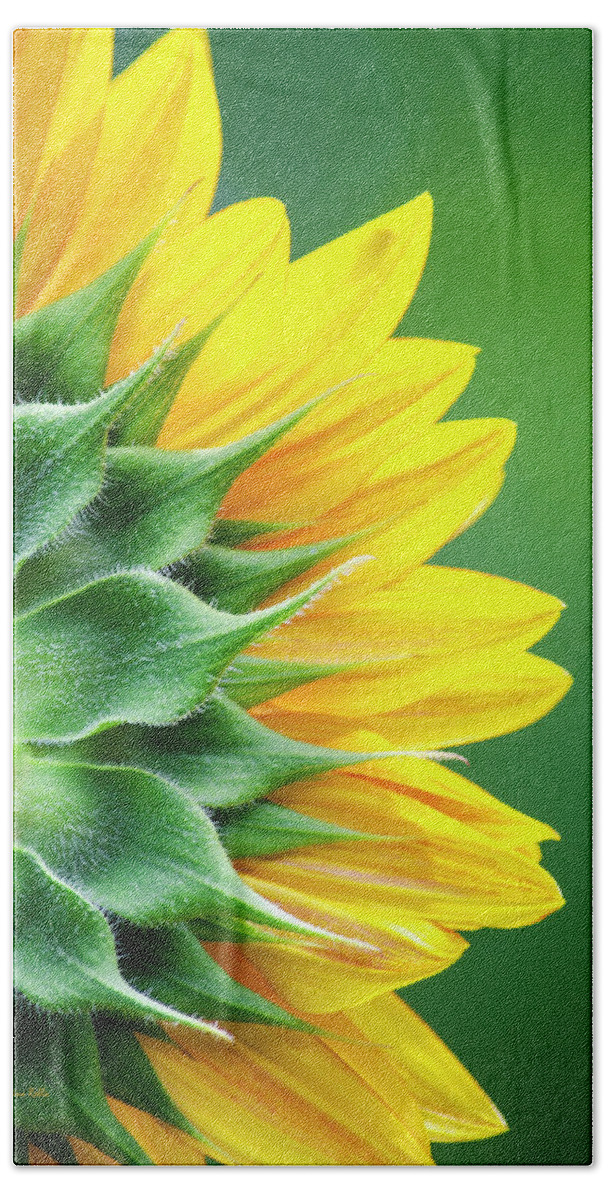 Sunflower Beach Towel featuring the photograph Yellow Sunflower by Christina Rollo