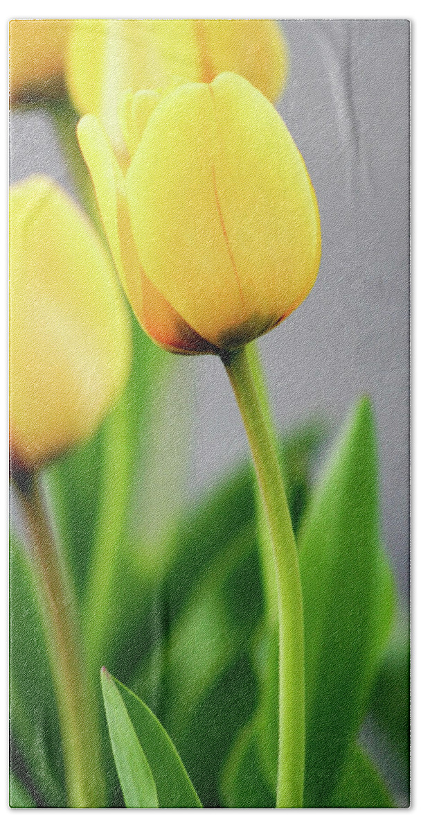 Floral Beach Towel featuring the photograph Yellow Tulips by Mary Anne Delgado