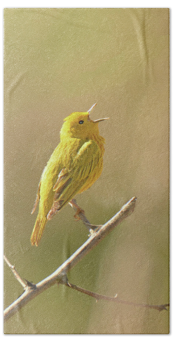 Bird Beach Towel featuring the photograph Yellow Warbler Song by Alan Lenk
