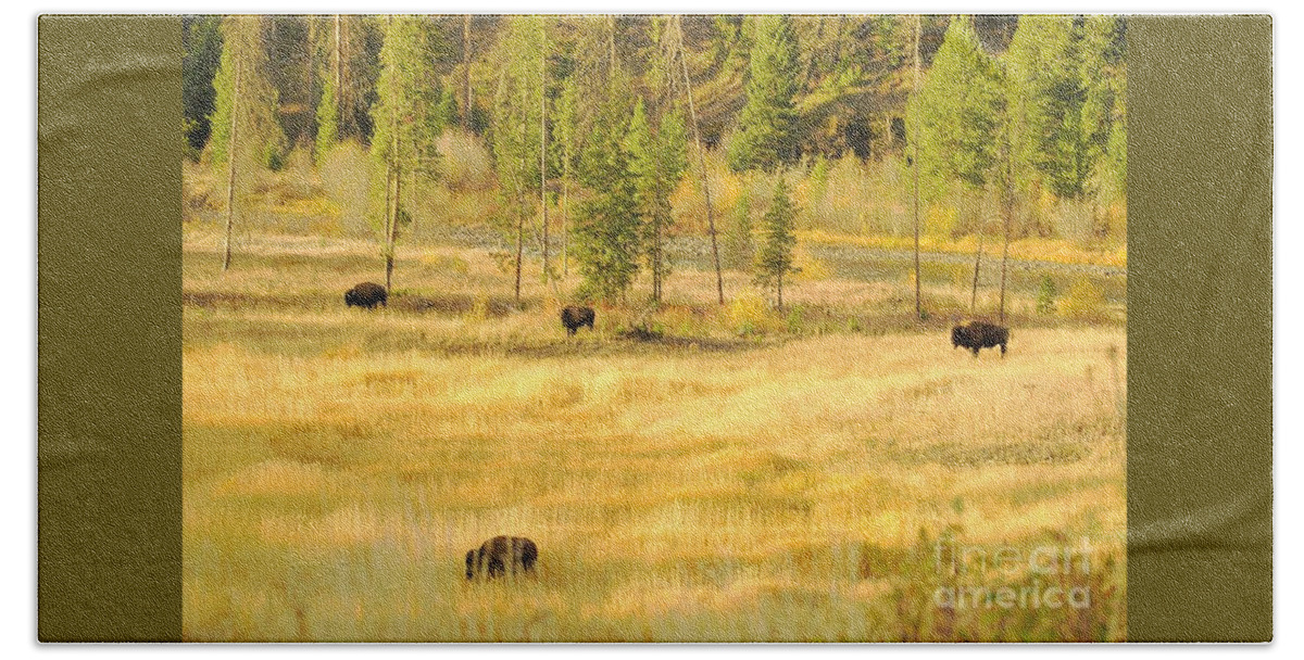 Yellowstone National Park Beach Towel featuring the photograph Yellowstone Bison by Merle Grenz