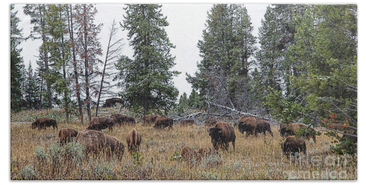 Yelowstone Beach Towel featuring the photograph Yellowstone Buffalo by Jim Garrison