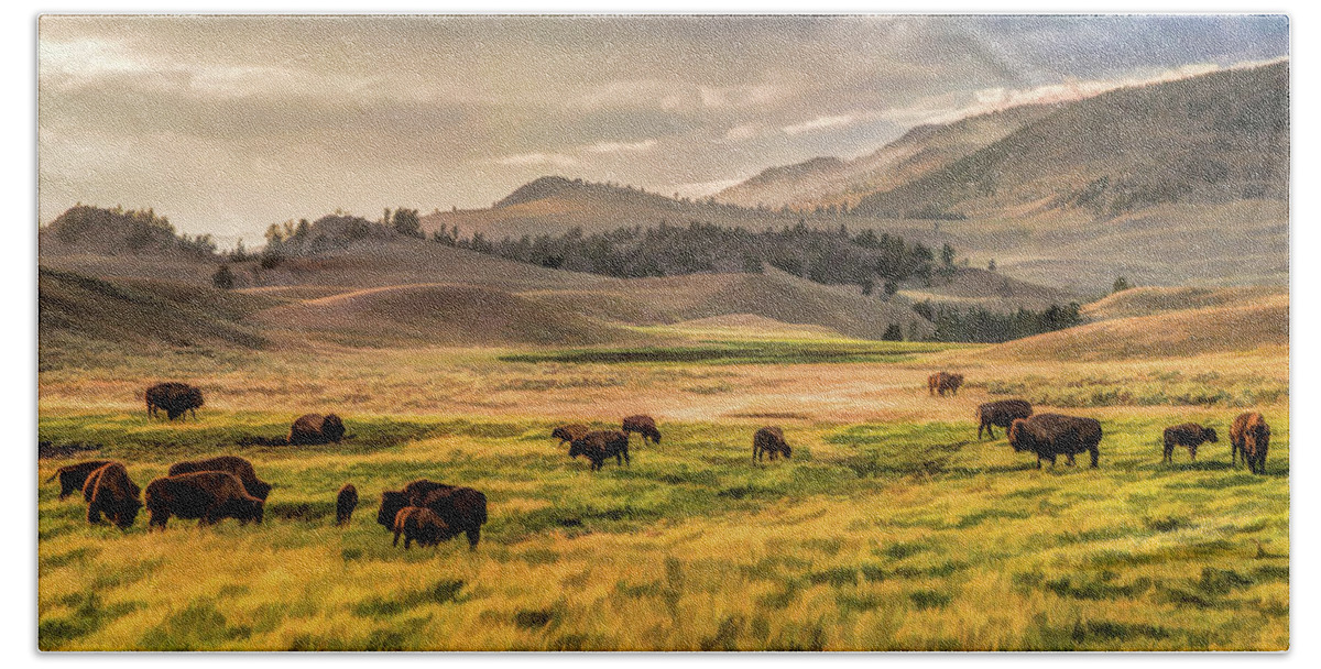 Yellowstone Beach Sheet featuring the painting Yellowstone National Park Lamar Valley Bison Grazing by Christopher Arndt