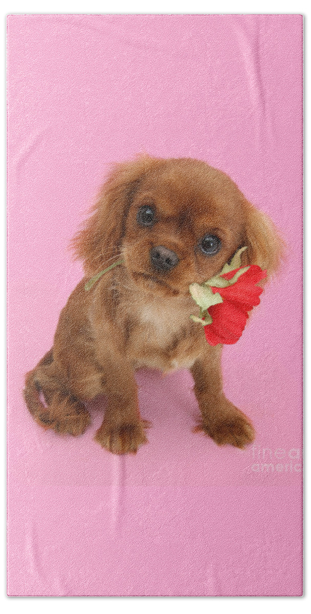 Ruby Cavalier King Charles Spaniel Beach Towel featuring the photograph You are My Sweetheart by Warren Photographic