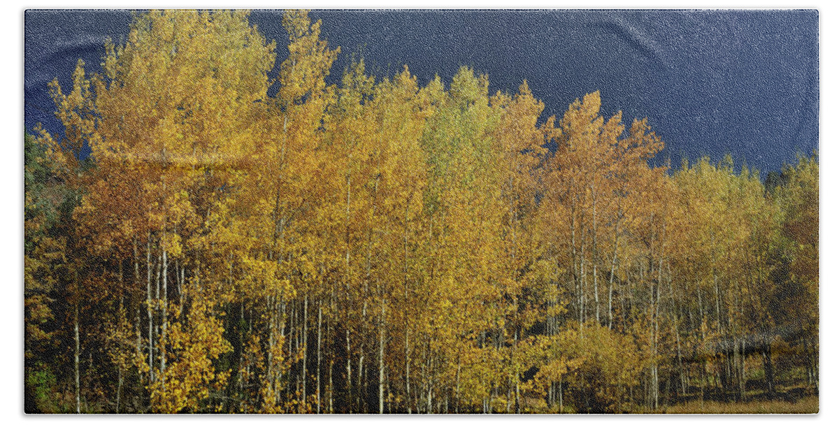 Landscape Beach Towel featuring the photograph Young Aspen Family by Ron Cline