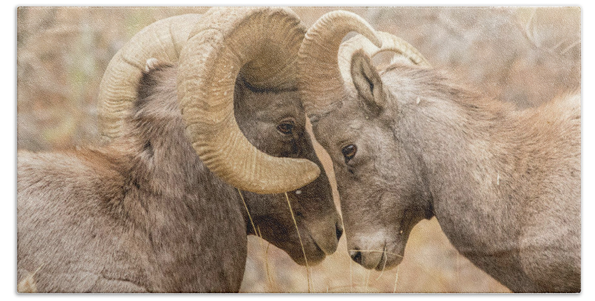Bighorn Sheep Beach Towel featuring the photograph Young Bighorn Tests His Elder by Tony Hake