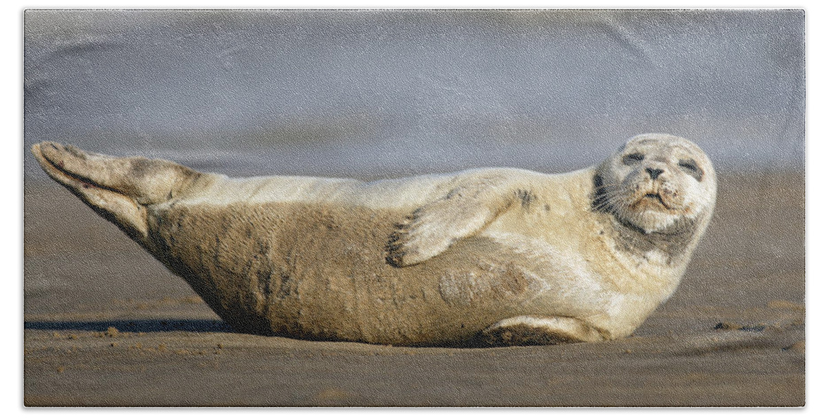 Common Seal Beach Towel featuring the photograph Young Common Seal sleeping on the beach by Tony Mills