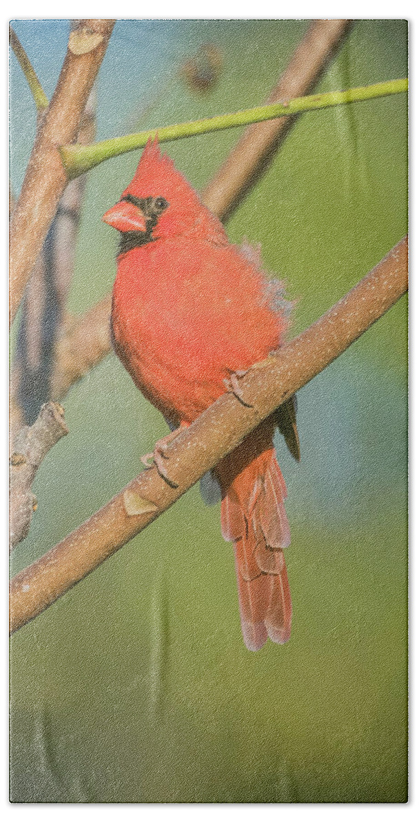 Bird Beach Towel featuring the photograph Young Male Cardinal by Bruce Pritchett