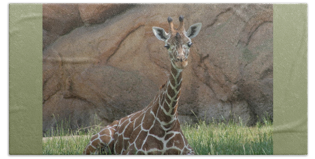 Nashville Zoo Beach Towel featuring the photograph Young Masai Giraffe by Valerie Collins