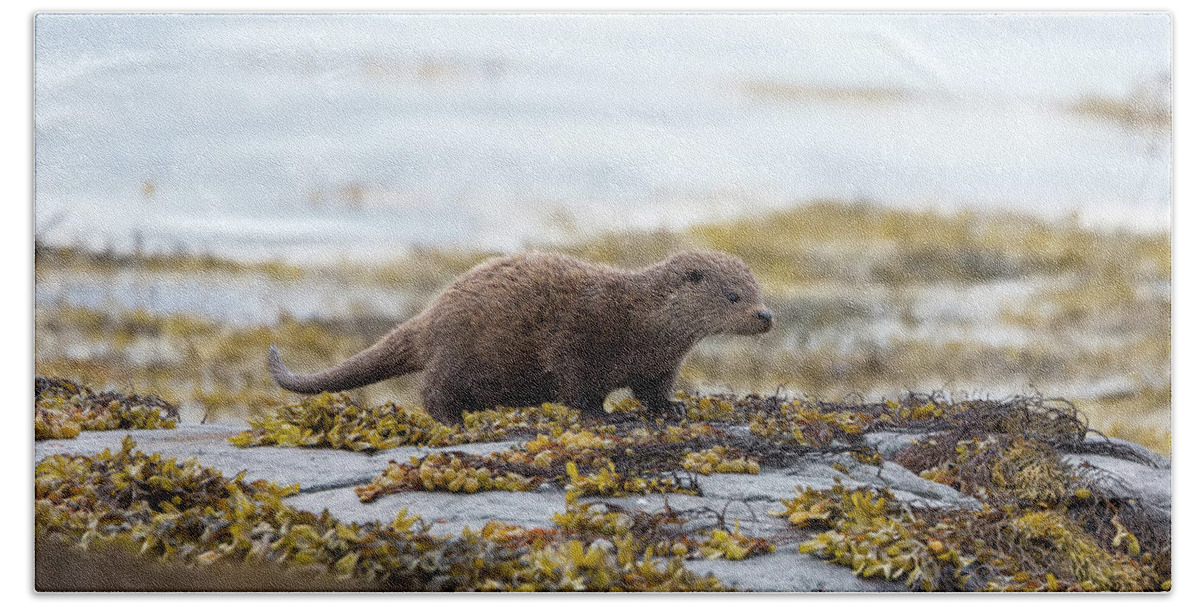 Otter Beach Towel featuring the photograph Young Otter by Pete Walkden