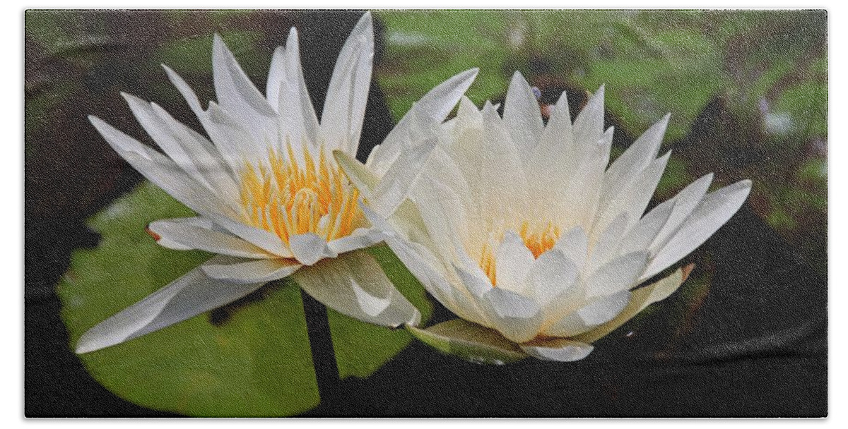Water Lily Beach Towel featuring the photograph You're Where I'll be by Michiale Schneider
