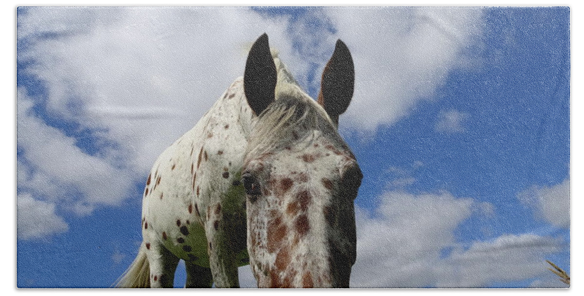 Appaloosa Beach Towel featuring the photograph You've been spotted by Susan Baker