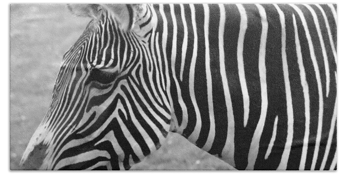 Zebra Beach Towel featuring the photograph Zebra - Here it is in Black and White by Gordon Dean II