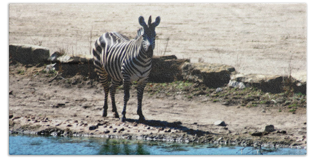 Zebra Beach Towel featuring the mixed media Zebra at the watering hole by Steve Karol