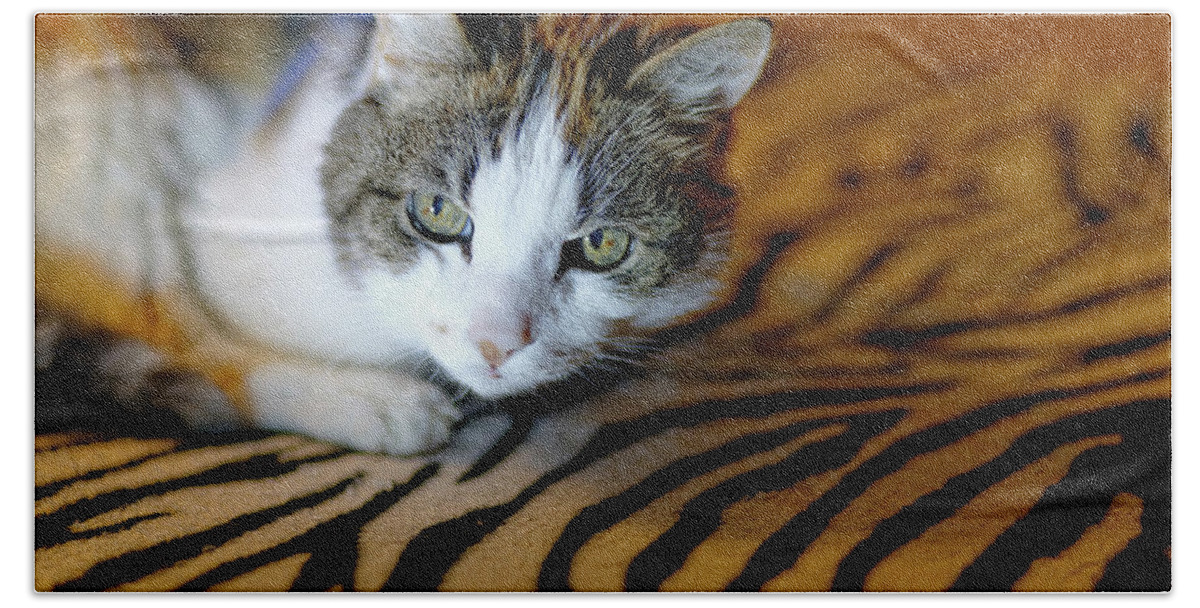  Beach Towel featuring the photograph Zebra Cat by Carl Wilkerson